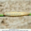 melanargia galathea pyatigorsk larva4f